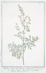Absinthium Ponticum, seu Romanum officinarum = Ascenzo Pontico Romano =  Absinthe Artemisia Pontica Lin. Spec. Pl. [Roman wormwood]