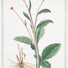 Bidens Indica, Hieracÿ folio, caule alato = Verbesina alata = L' Eupatoire aquatique. [Beggartick from India]