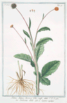 Bidens Indica, Hieracÿ folio, caule alato = Verbesina alata = L' Eupatoire aquatique. [Beggartick from India]