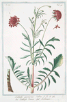 Scabiosa peregrina rubra = Scabiosa Scura = Scabieuse. [Pincushion Flower]