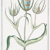 Dipsacus sylvestris, aut virga Pastoris major Tournef = Labro di Venere = Chardon a Bonnetier. [Fuller's teasel]