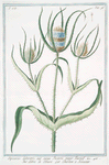 Dipsacus sylvestris, aut virga Pastoris major Tournef = Labro di Venere = Chardon a Bonnetier. [Fuller's teasel]