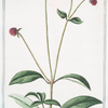 Amaranhoides Lychnidis, folio capitulis majoribus  linn. Spec. = Perpetuelle. [Pigweed]