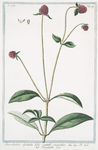 Amaranhoides Lychnidis, folio capitulis majoribus  linn. Spec. = Perpetuelle. [Pigweed]