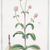 Amaranthoides Lychnidis folio, sive Celosia nodiflora = Perpetuelle ricamate. [Pigweed]