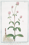 Amaranthoides Lychnidis folio, sive Celosia nodiflora = Perpetuelle ricamate. [Pigweed]