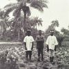 Oil palms