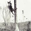 Climbing oil palm to cut bunch of oil nuts