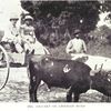 Ox-cart on Liberian road
