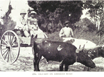 Ox-cart on Liberian road