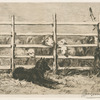 Moutons parqués, d'après Brendel.