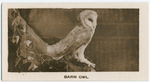 Barn Owl.