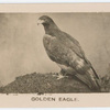 Golden Eagle.