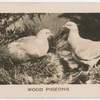 Wood Pigeons.