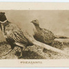 Pheasants.