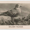 Golden Plover.