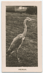 Heron.