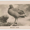 Moor Hen.