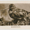 Woodcock.