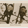 Bullfinches.