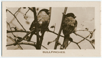 Bullfinches.