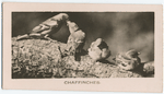 Chaffinches.