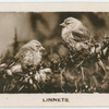 Linnets.