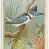 Kingfisher.
