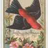 Scarlet Tanager.