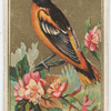 Baltimore Oriole.