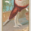 Pouter Pigeon.