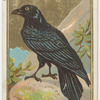 Raven.