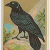 Raven.
