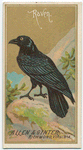 Raven.