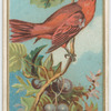 Red Bird.