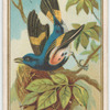 Redstart.