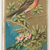 Robin.