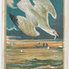 Sea Gull.