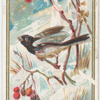 Snow Bird.