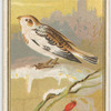Snow Bunting.