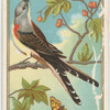 Swallow-tailed Flycatcher.