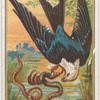Swallow-tailed Hawk.