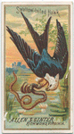 Swallow-tailed Hawk.