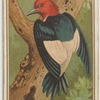 Woodpecker.