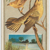 Wood Warbler.