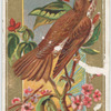 Wood Thrush.