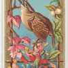 Wren.