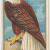 Eagle.