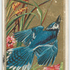 Blue Jay.