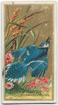 Blue Jay.